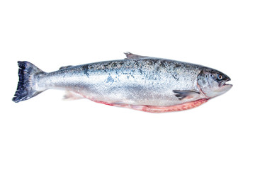 Whole Scottish salmon fish isolated on a white studio background