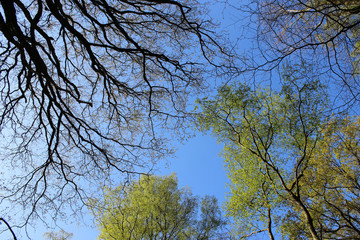 Printemps. Feuillage naissant #2