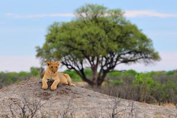 Lion cub resting on a termite mount