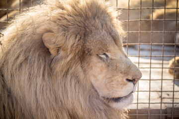 White Lion