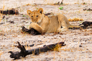 Lion cub playing
