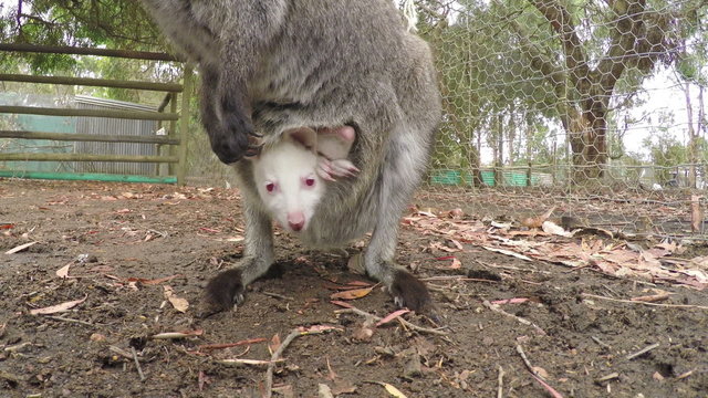 Close-up of a joey in the pouch of a kangaroo