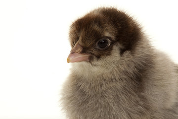 Small fluffy chickens