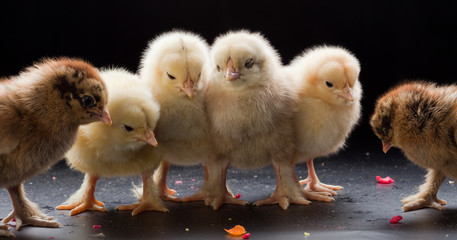 Small fluffy chickens