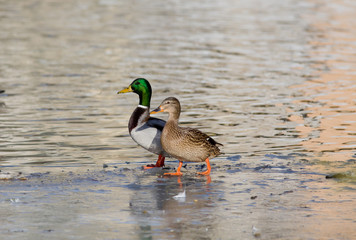 Wild duck couple