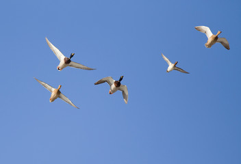 Wild ducks flying