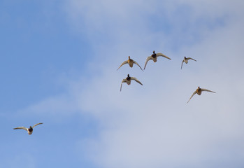 Wild duck flying