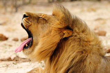 Male lion yawning