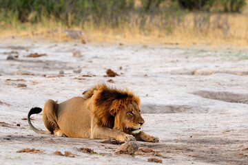 Male lion crouching © S.Periquet-Pearce