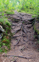 Roots of trees