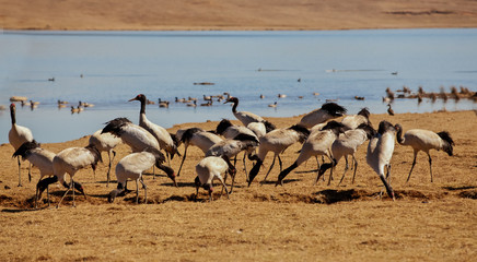 Naklejka premium Grus japonensis