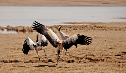 Grus japonensis