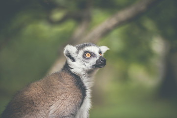 Fototapeta premium Lémurien maki catta