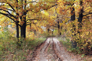 Plakat dirt road in autumn forest