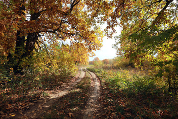 dirt road in an oak grov