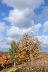 Fototapeta premium autumn landscape