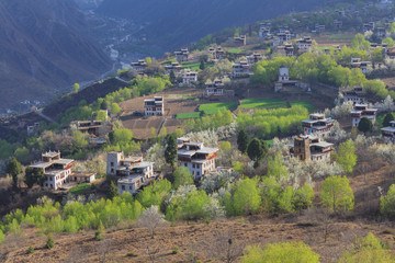 village with pear flower