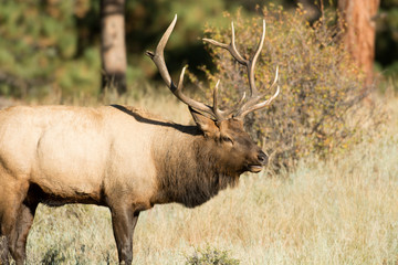 North American elk