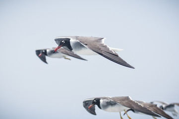 Seagulls flying in the blue sky