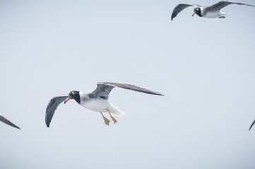 Seagull flying in the blue sky