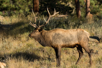 North American elk