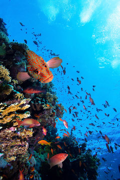 Fototapeta Photo of a coral colony, Red Sea.