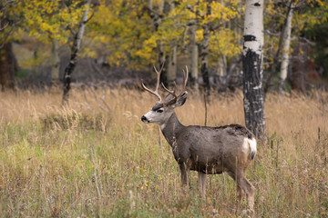 Mule deer in aspen