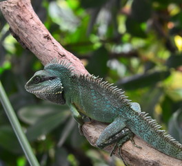 iguana