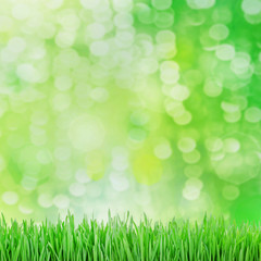 Fototapeta na wymiar green grass on the green backgrounds