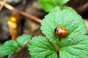 ladybug on the strawberry leaf