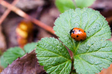 ladybug on the strawberry leaf
