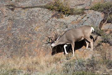 Fototapeta premium Mule deer on hillside