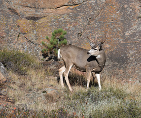Mule deer on hillside