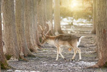 Fallow deer in forest