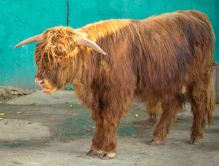 Mini Aurochs