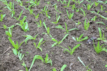 vegetable field