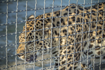 Leopard in the cage of a zoo 