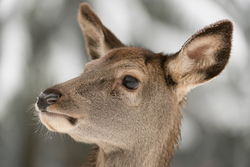Rothirsch, Red deer, Cervus elaphus