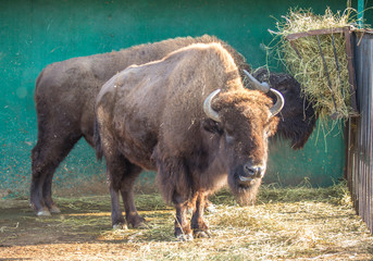 Aurochs