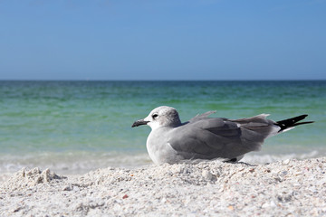 Seagull Resting on Florida Beach by Ocean with Copy-space