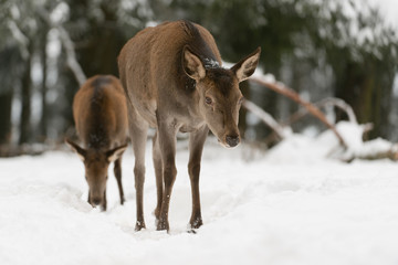 Rothirsch, Red deer, Cervus elaphus