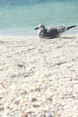 Seagull Resting on Florida Beach by Ocean with Copy-space