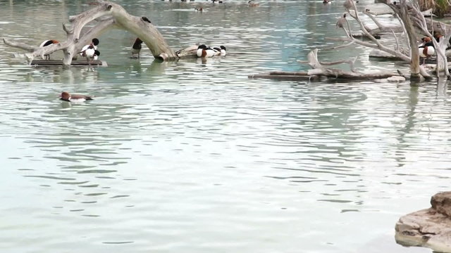 Big waterfowl cleans feathers in natural pond in the Park