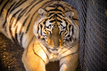 Amur tiger