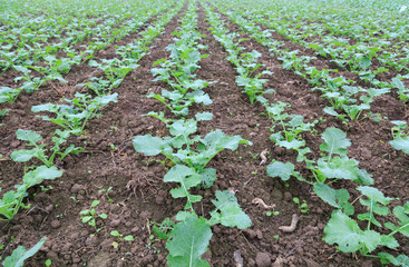 vegetable field