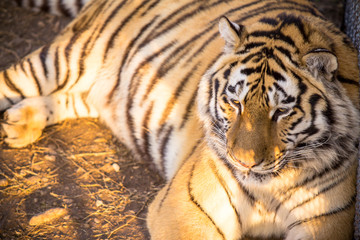 Amur tiger
