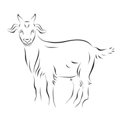 Fototapeta premium Goat Ink Line Art