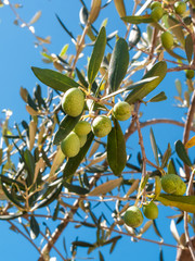 closeup of olives and leaves on a olive tree