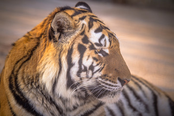 Amur tiger