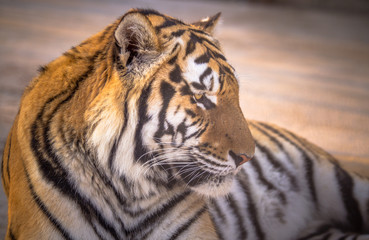 Amur tiger
